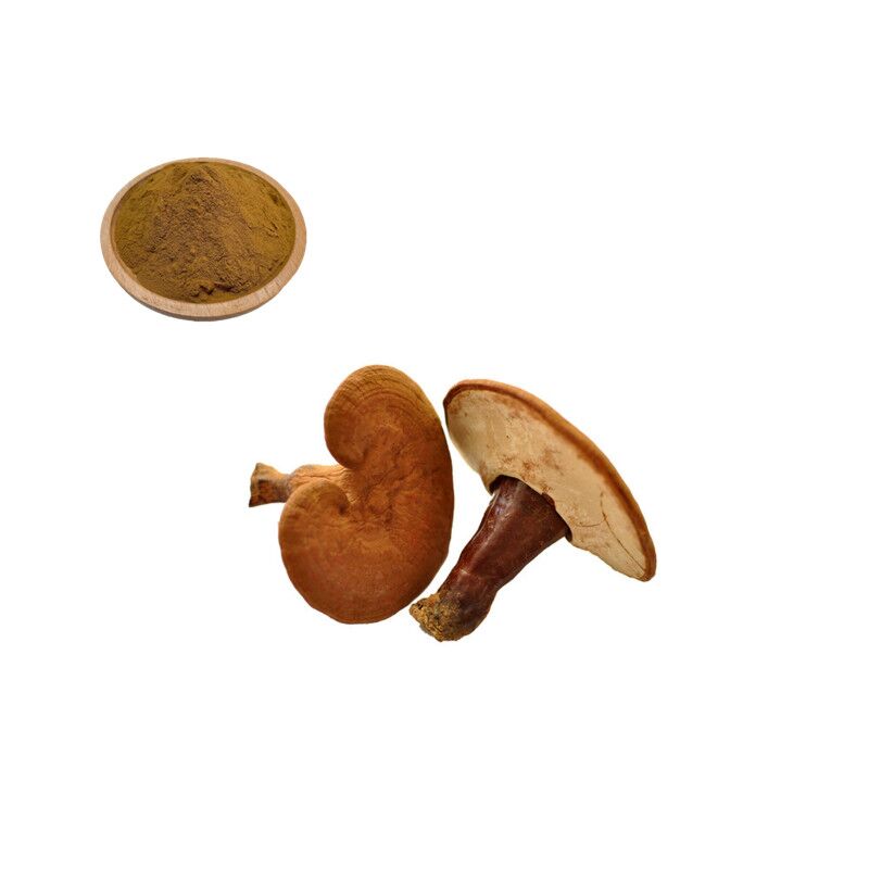 Reishi Extract,Ganoderma lucidum Extract Powder