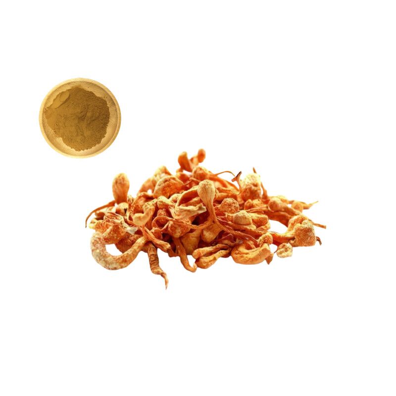 Cordyceps Militaris Extract