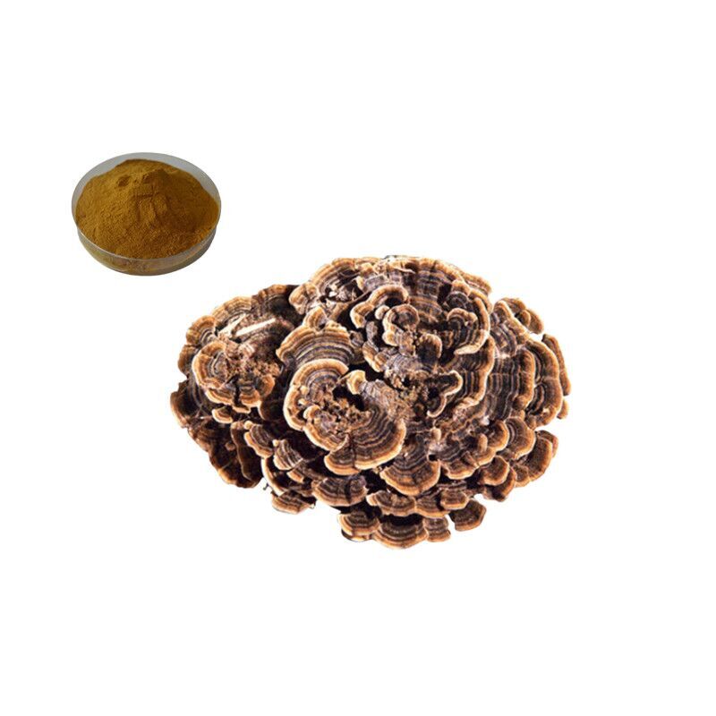 Coriolus Versicolor Extract