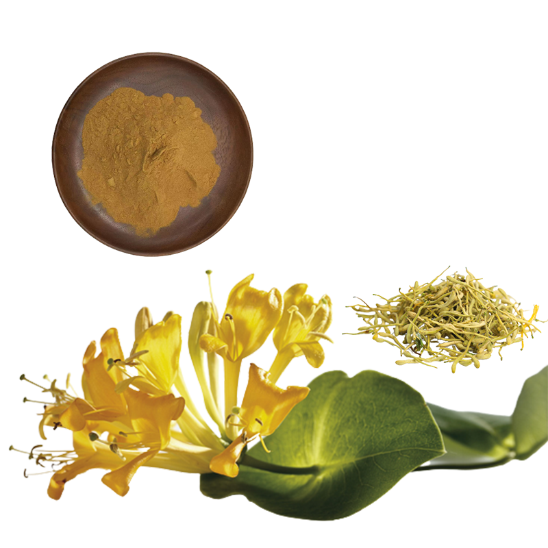 Honeysuckle Flower Extract 