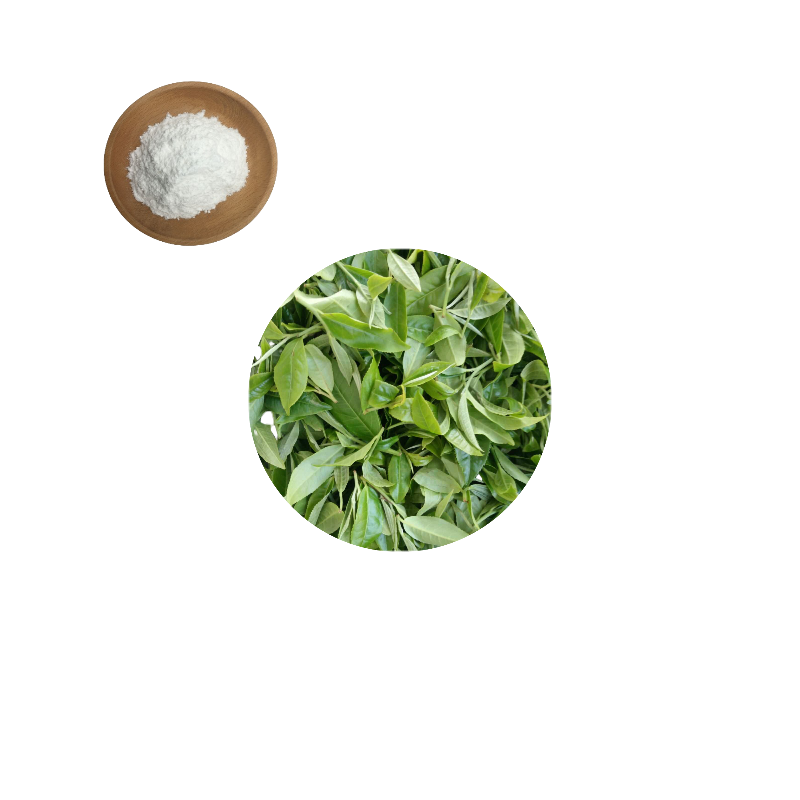 Sweet Tea Extract